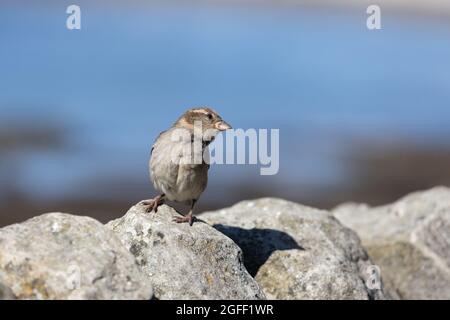 Der Hausfreund blickt nach rechts auf eine Mauer bei Seahouses; Northumberland; England. Stockfoto