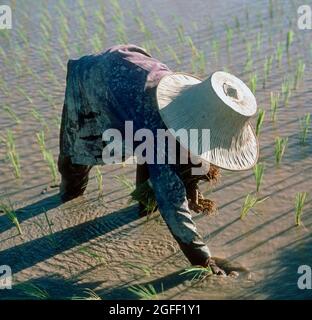 Mädchen, die im Abendlicht, Nordthailand, Reissämlinge aus Sämlingbetten in Reihen in Reiswasser verpflanzen Stockfoto