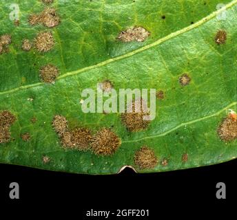 Parasitäre Pflanzenalge (CephalEuros sp.) auch bekannt als Rost auf schwarzer Paprika (Piper nigrum) Blattoberfläche, Thailand. Stockfoto