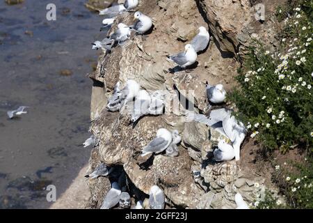 Kittiwakes (rissa tridactyla) brüten auf Klippen bei Seahouses; Northumberland; England. Stockfoto