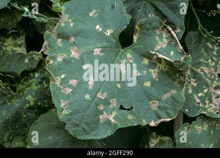 Cucurbit kantige Blattfleck (Pseudomonas syringae pv lachrymans) Läsionen einer bakteriellen Erkrankung des Squash, Thailand Stockfoto