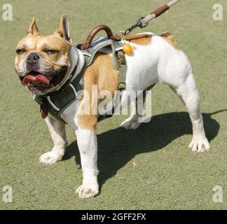 6-jähriger, weißer und brauner, brauner, keuchender Franzose. Hundepark an der Leine in Nordkalifornien. Stockfoto