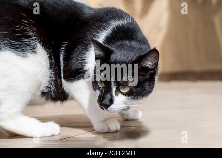 Anmutige schwarz-weiße Katze sieht verdächtig aus. Lissabon, Portugal Stockfoto