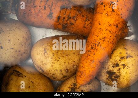 Suppenset mit Gemüse, rohen frischen Karotten und Kartoffeln in Wasser. Stockfoto