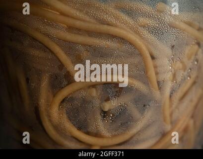 Vollkornteigwaren, die in Wasser kochen Stockfoto