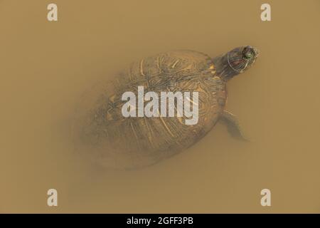 Eine in voller Größe bemalte Schildkröte, die an einem sonnigen Tag im Frühling an die Oberfläche des trüben Wassers in den Feuchtgebieten schwebt und ihren Kopf aus dem Wasser hält Stockfoto
