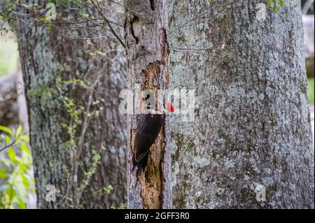 Großer Specht, der ein Loch ausschnitzt und ein Nest schmiedet, um Insekten in der verfaulenden Rinde des Baumstammes im Wald zu schmieden Stockfoto