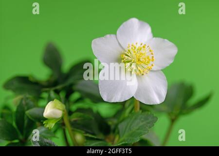 Blühender schwarzer Hellebore, Helleborus niger, vor grünem Hintergrund Stockfoto