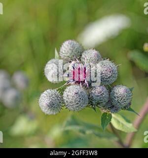 Blühende Klette, arctium, in Nahaufnahme Stockfoto