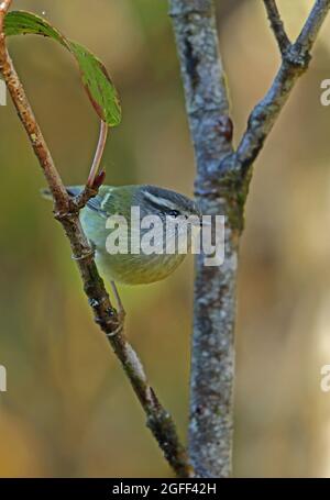 Aschenkehler (Phylloscopus maculipennis maculipennis) Erwachsener, der auf dem Zweig Doi Inthanon NP, Thailand, thront November Stockfoto