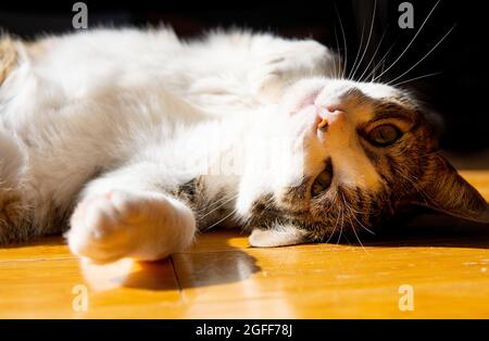 Auf einem Hartholzboden liegt ein Tabby mit weißer Katze im Sonnenschein auf ihrem Rücken Stockfoto