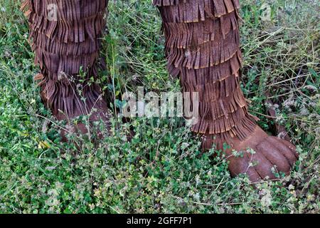 Fuß von Bigfoot durch die Landschaft. Stockfoto