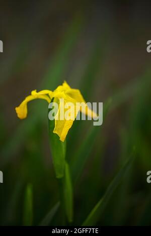 Flache, gelbe, wilde Lilie. Limas Flussufer, nördlich von Portugal. Stockfoto