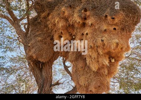 Nahaufnahme eines riesigen, geselligen Webervogelnests am Kameldornbaum (Vachellia erioloba) Stockfoto