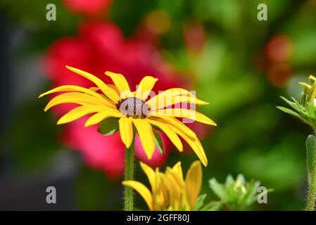 Die gelbe Kegelblume (Echinacea paradoxa), seltsamer falscher Sonnenhut, gelber falscher Sonnenhut, gelber Igelkopf Stockfoto
