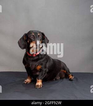 Vertikale Aufnahme eines schwarzen und roten Dackel mit rotem Kragen auf grauem Hintergrund und Copyspace. Stockfoto