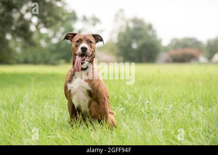 Rot und weiß Pit Bull Terrier Mischlingshund draußen Stockfoto