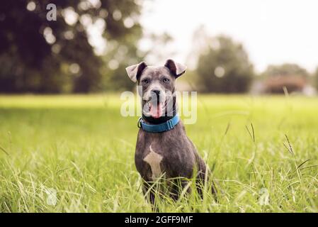 Grau american staffordshire Terrier mischen im Park auf grünem Gras Stockfoto