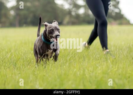 Grau american staffordshire Terrier mischen im Park auf grünem Gras Stockfoto