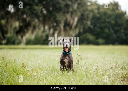 Grau american staffordshire Terrier mischen im Park auf grünem Gras Stockfoto