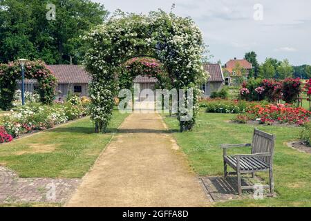 Holländischer Rosengarten mit Fußweg, Holzbank und Pergola Stockfoto