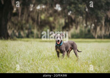 Grau american staffordshire Terrier mischen im Park auf grünem Gras Stockfoto