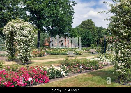 Holländischer Rosengarten mit Fußweg, Holzbank und Pergola Stockfoto