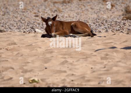 Feral-Wüstenpferd-Fohlen in der Namib-Wüste, Namibia Stockfoto