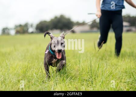 Grau american staffordshire Terrier mischen im Park auf grünem Gras Stockfoto