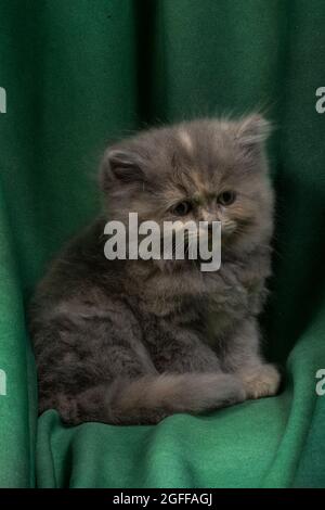 Niedliches hübsches Ragdoll-Kätzchen mit Petunia-Blüten im Vordergrund Stockfoto