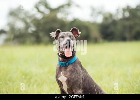 Grau american staffordshire Terrier mischen im Park auf grünem Gras Stockfoto