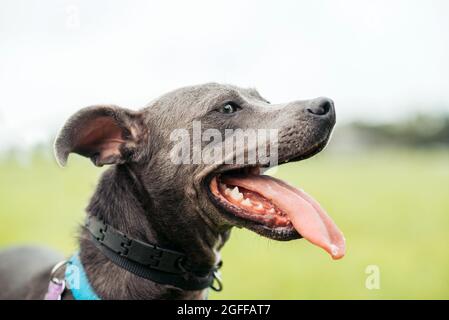 Grau american staffordshire Terrier mischen im Park auf grünem Gras Stockfoto