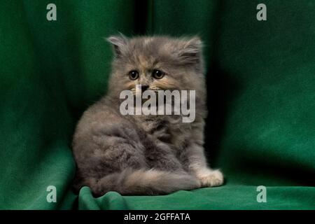 Niedliches hübsches Ragdoll-Kätzchen mit Petunia-Blüten im Vordergrund Stockfoto