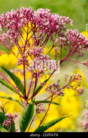 Joe Pye Weed, Eupatorium pureum oder Eutrochium pureum 'Little Red', lila Blume in einem Garten in voller Blüte august Mitte des Sommers Stockfoto