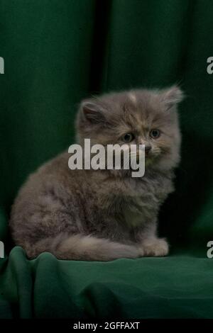 Niedliches hübsches Ragdoll-Kätzchen mit Petunia-Blüten im Vordergrund Stockfoto