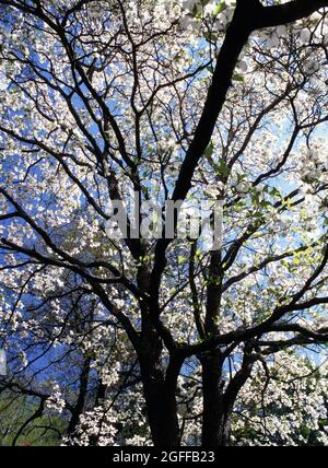 Neuengland Magnolienbaum mit Frühlingsblüten Stockfoto