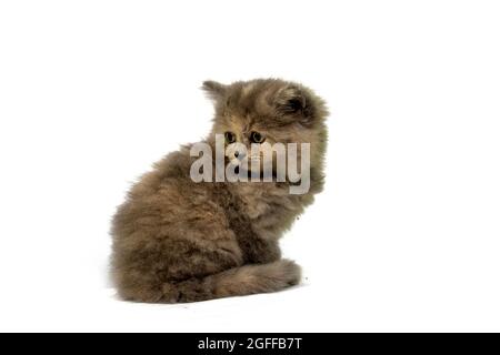 Niedliches hübsches Ragdoll-Kätzchen mit Petunia-Blüten im Vordergrund Stockfoto