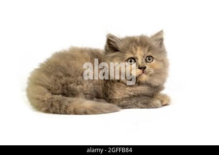 Niedliches hübsches Ragdoll-Kätzchen mit Petunia-Blüten im Vordergrund Stockfoto