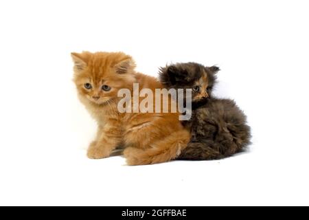 Niedliches hübsches Ragdoll-Kätzchen mit Petunia-Blüten im Vordergrund Stockfoto