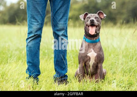 Grau american staffordshire Terrier mischen im Park auf grünem Gras Stockfoto