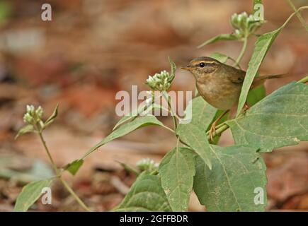 Radde-Waldsänger (Phylloscopus schwarzi), Erwachsener, der auf dem Kaeng Krachan NP, Thailand, thront November Stockfoto