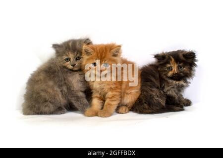 Niedliches hübsches Ragdoll-Kätzchen mit Petunia-Blüten im Vordergrund Stockfoto