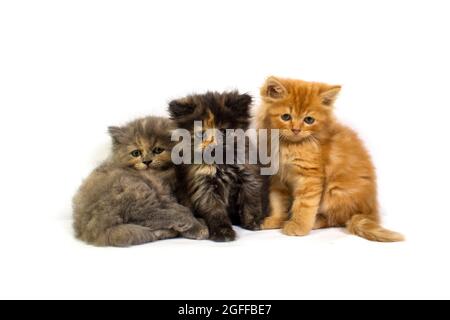 Niedliches hübsches Ragdoll-Kätzchen mit Petunia-Blüten im Vordergrund Stockfoto