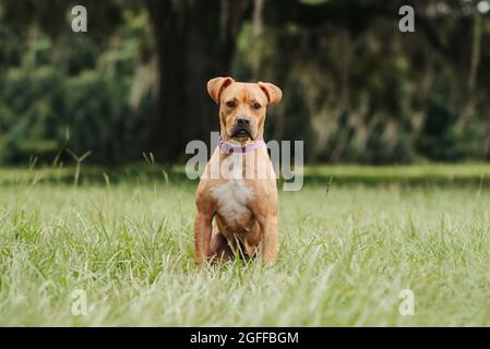 Rot und weiß Pit Bull Terrier Mischlingshund draußen Stockfoto
