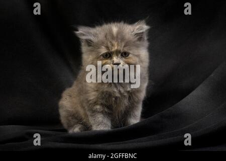 Niedliches hübsches Ragdoll-Kätzchen mit Petunia-Blüten im Vordergrund Stockfoto