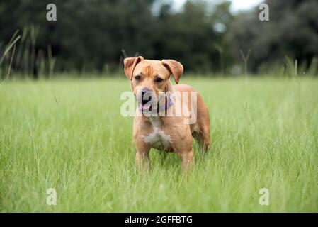 Rot und weiß Pit Bull Terrier Mischlingshund draußen Stockfoto