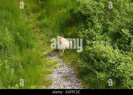 Eurasian Lynx im Flå Bear Park, Norwegen Stockfoto