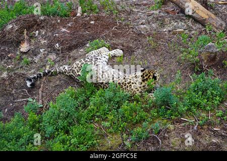 Amur-Leopard im Flå Bear Park, Norwegen Stockfoto