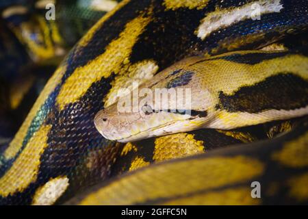 Retikulierte Python Snake Stockfoto