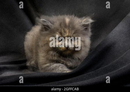 Niedliches hübsches Ragdoll-Kätzchen mit Petunia-Blüten im Vordergrund Stockfoto